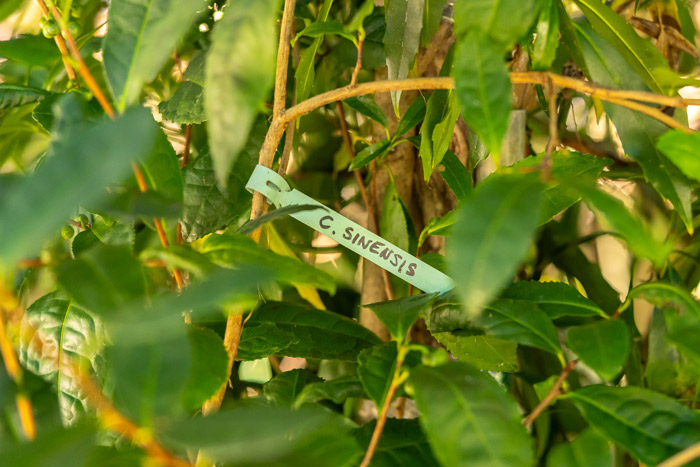 piantagione-piu-antica-del-te-italia-camelia-sinensis