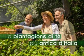 piantagione-piu-antica-del-te-italia-guido-cattolica