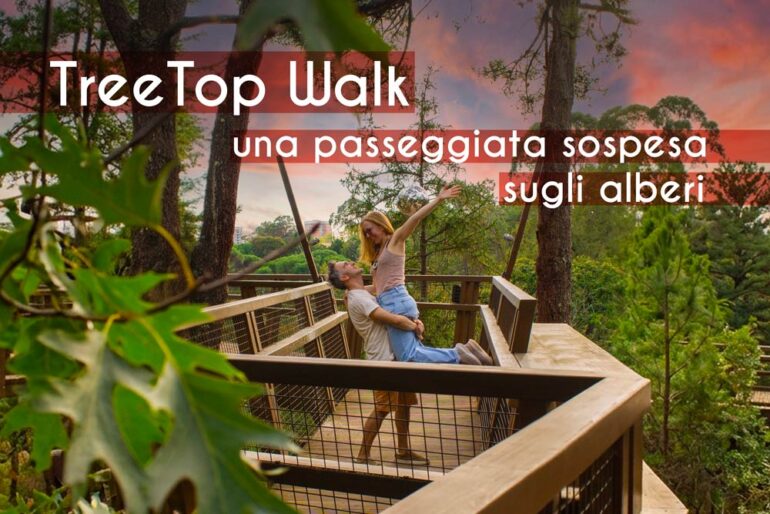 treetop-walk-camminare-sospesi-sugli-alberi_copertina